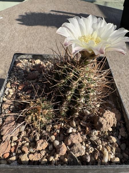 Gymnocalycium spec.